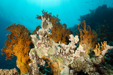Fototapeta na wymiar Underwater Red Sea seascape. Coral reef near Makadi Bay, EgyptUnderwater Red Sea seascape. Coral reef near Makadi Bay, Egypt