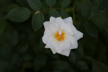 Rose, Rosenblüte, Blüte