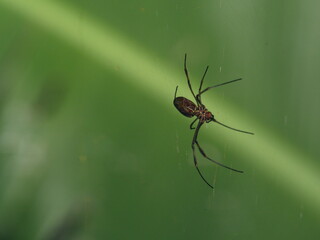 Closeup of Golden Orb spider (Nephila) hanging in air, Ecuador.