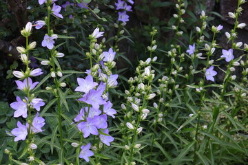 Glockenblume, Blüten, blau, lila, Garten