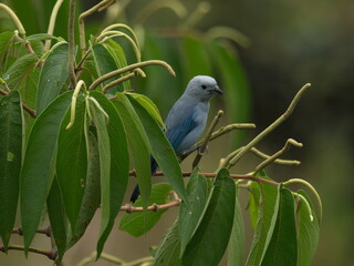 Closeup portrait of Blue-gray Tanager (Thraupis episcopus) bird in tree, Ecuador.