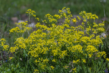 Busch von Färerwaid gelb.