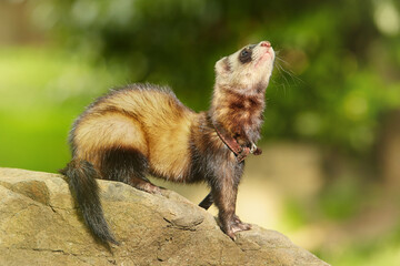 Ferret enjoying walking and game in sumer city park