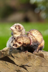 Ferret couple enjoying walking and game in sumer city park