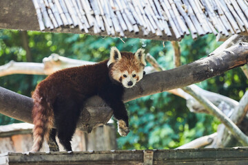 Beautiful red panda is dozing on a branch.