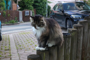 Katze, Raubtier, norwegische Waldkatze, Tiger