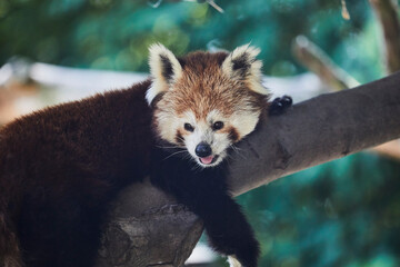 Beautiful red panda is dozing on a branch.
