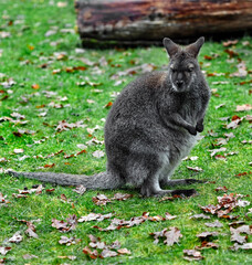 Bennett`s wallaby sitting on the lawn. Latin name - Macropus rufogriseus	