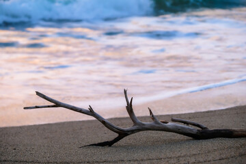波打ち際の流木