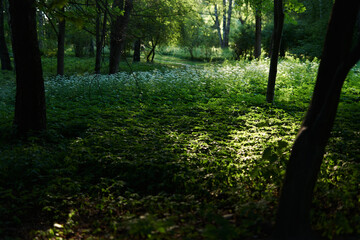 Obraz premium morning in the forest