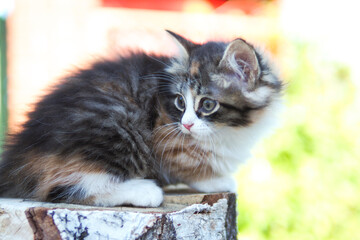a small cute tricolor kitten looks out from a birch log..