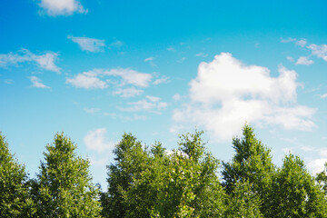 green birch forest and fluffy white clouds in the blue sky..