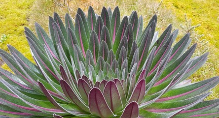 Rwenzori Mountains: Uganda; February 23, 2020; Giant lobelia