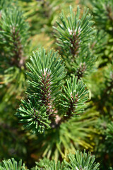 Dwarf mountain pine Ophir