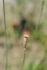 Moroccan poppy