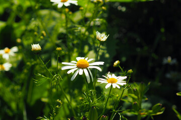 flowers of daisies on a dark green foliage background..