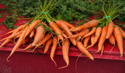 Fresh ripe carrots displayed on street food market