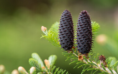 Young spruce abies species cones growing on branch with fir, closeup detail
