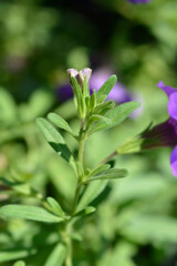 Obraz premium Million bells double