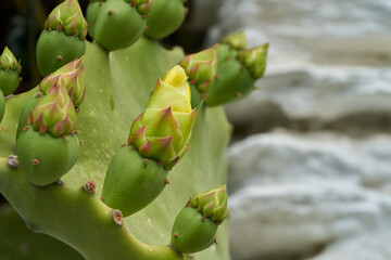 Detail of cactus in Pampaneira street. Town located in the Alpujarra region, in the province of Granada