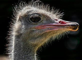 African ostrich head. Latin name - Struthio camelus	
