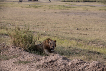 lions are lazily resting after a successful night hunt and waiting for the heat to subside 