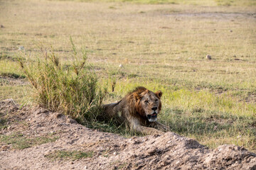 lions are lazily resting after a successful night hunt and waiting for the heat to subside 