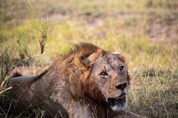 lions are lazily resting after a successful night hunt and waiting for the heat to subside 