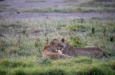 lions are lazily resting after a successful night hunt and waiting for the heat to subside 