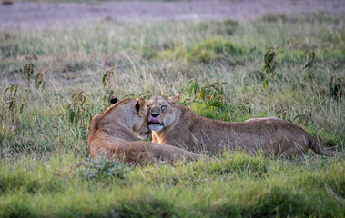lions are lazily resting after a successful night hunt and waiting for the heat to subside 