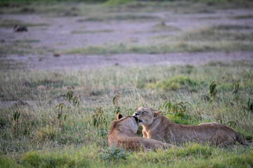 lions are lazily resting after a successful night hunt and waiting for the heat to subside 