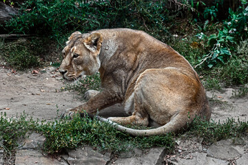 Naklejka na ściany i meble Asian lioness on the ground. Latin name - Panthera leo 