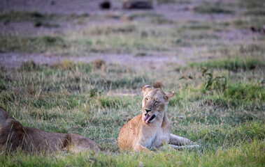 lions are lazily resting after a successful night hunt and waiting for the heat to subside 