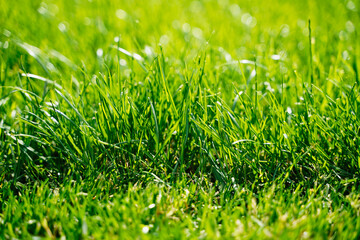 Fresh green grass background in sunny summer day