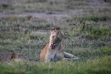 lions are lazily resting after a successful night hunt and waiting for the heat to subside 