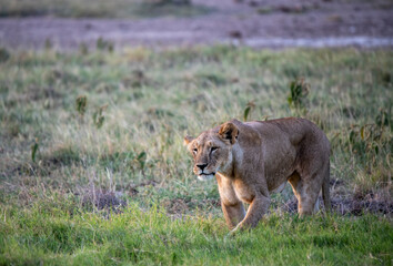 lions are lazily resting after a successful night hunt and waiting for the heat to subside 