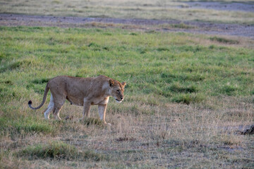 lions are lazily resting after a successful night hunt and waiting for the heat to subside 