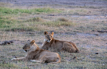lions are lazily resting after a successful night hunt and waiting for the heat to subside 