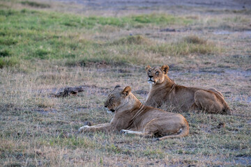 lions are lazily resting after a successful night hunt and waiting for the heat to subside 