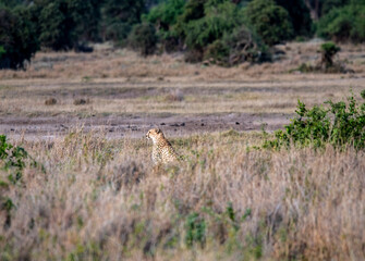 cheetahs in yellow tall grass against a background of green trees look out for prey 