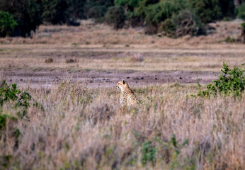 cheetahs in yellow tall grass against a background of green trees look out for prey 