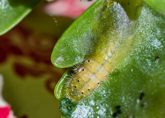 Semi Developed caterpillar on leaf