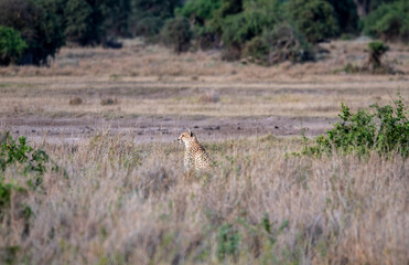 cheetahs in yellow tall grass against a background of green trees look out for prey 