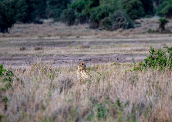 cheetahs in yellow tall grass against a background of green trees look out for prey 