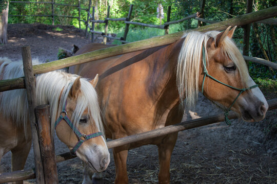 Two Haflinger horses inside a corral.
