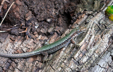 A lizard on a tree trunk. A lizard watching the victim.
