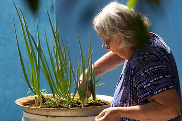 Mulher idosa colhendo cebolinhas cultivadas no quintal.