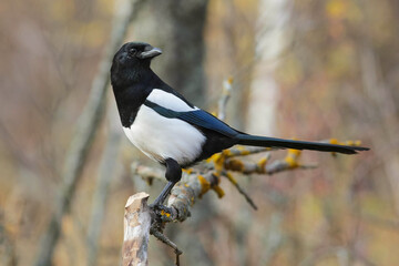 Magpie.