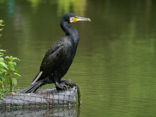 Statuesque Cormorant.