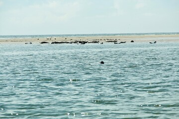 Seals on a sand bank and in the water on a sunny day